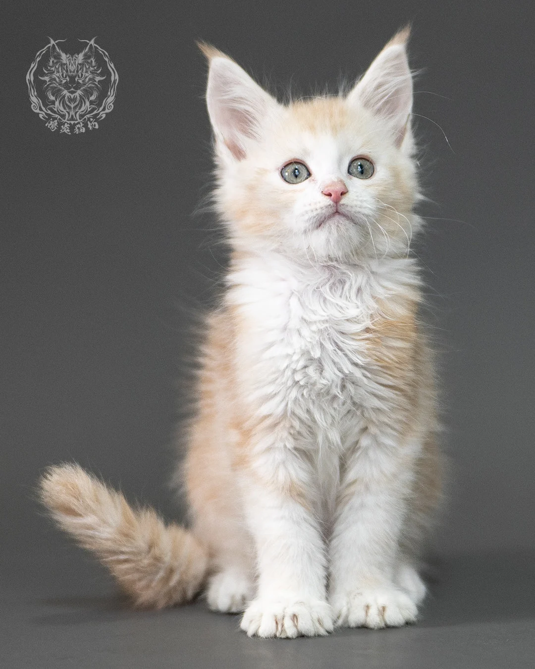 紅銀虎斑緬因貓 Red Silver Tabby Maine Coon 2months Closeup 6
