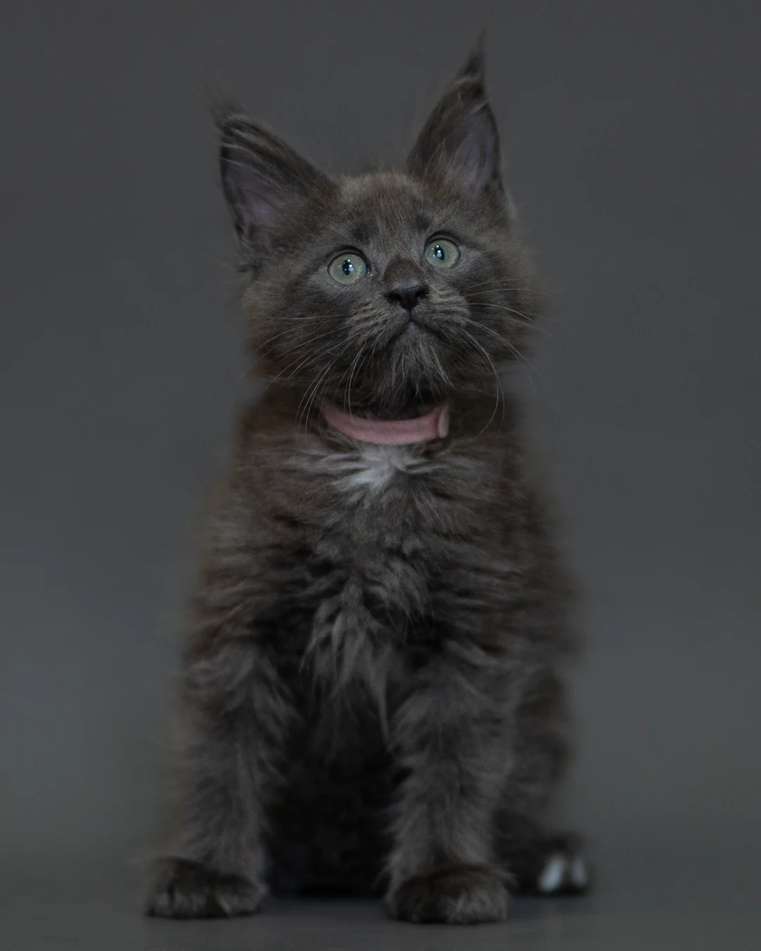 藍煙燻 Blue Smoke Maine Coon 2months 4