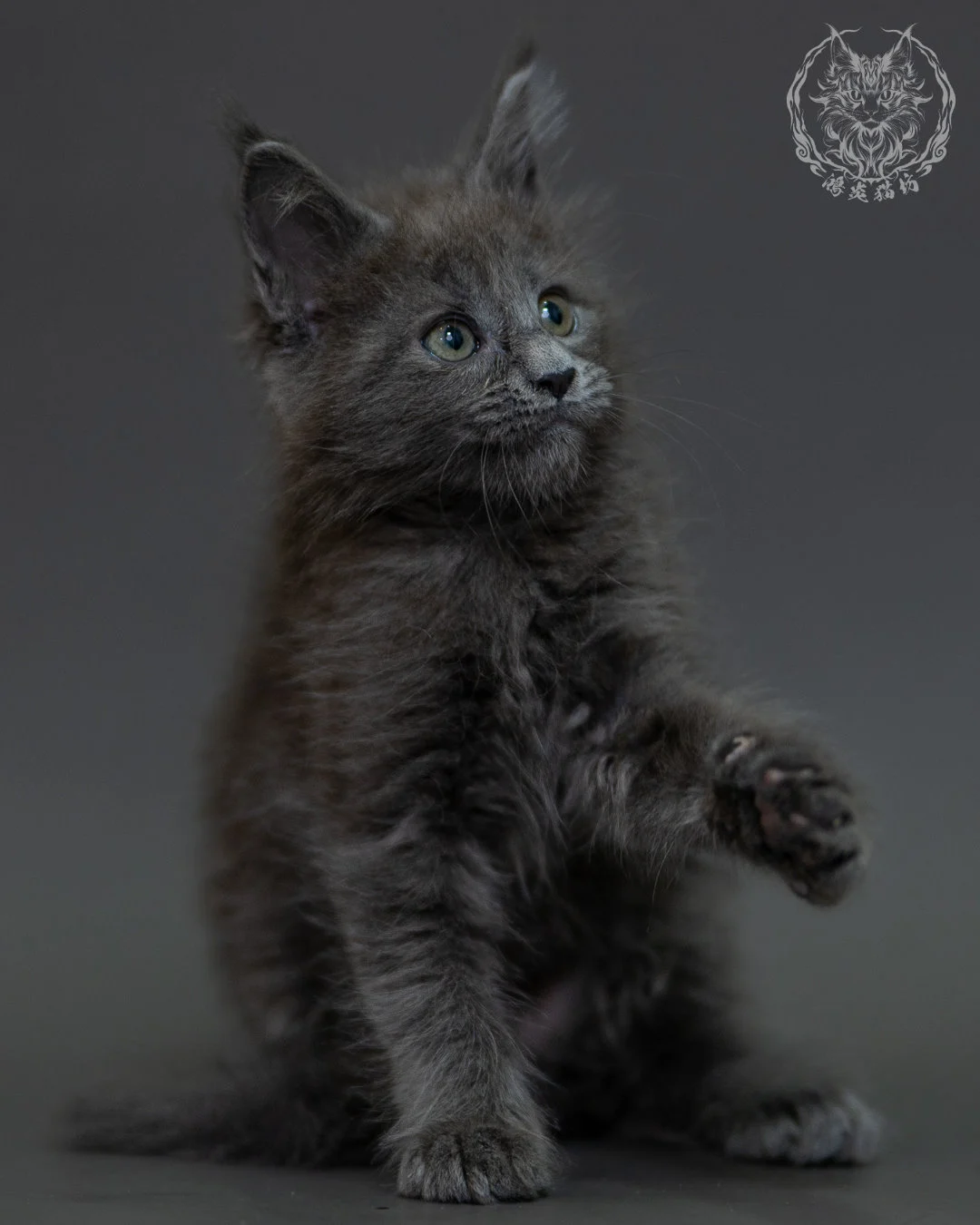 藍煙燻 Blue Smoke Maine Coon 2months 6