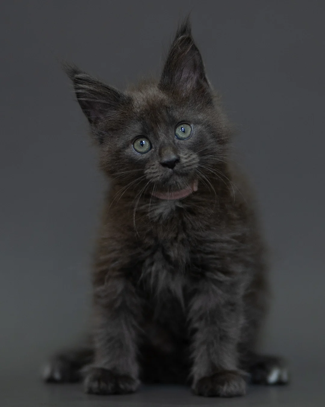 藍煙燻 Blue Smoke Maine Coon 2months 2