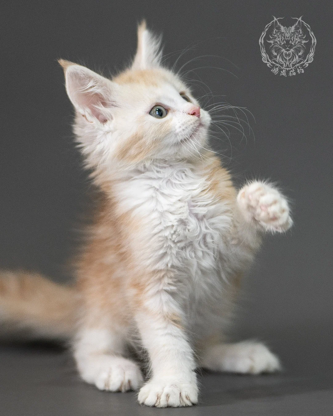 紅銀虎斑緬因貓 Red Silver Tabby Maine Coon 2months Closeup 2