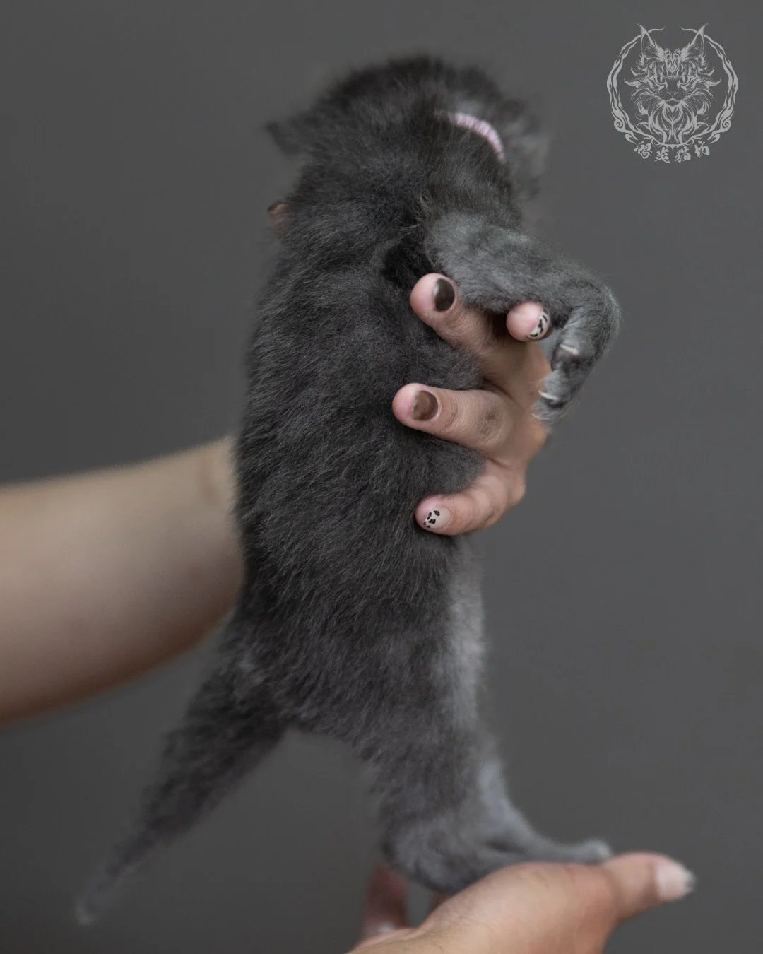 藍煙燻緬因貓 Blue Smoke Maine Coon 4weeks Cattery Taichung 4