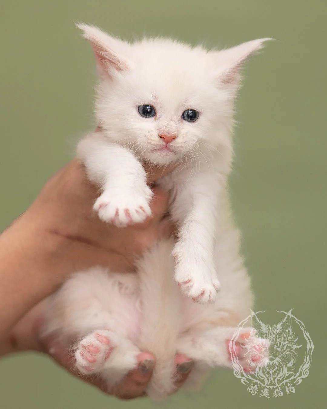 紅銀陰影緬因貓 Red Shaded Maine Coon 4weeks Closeup 10