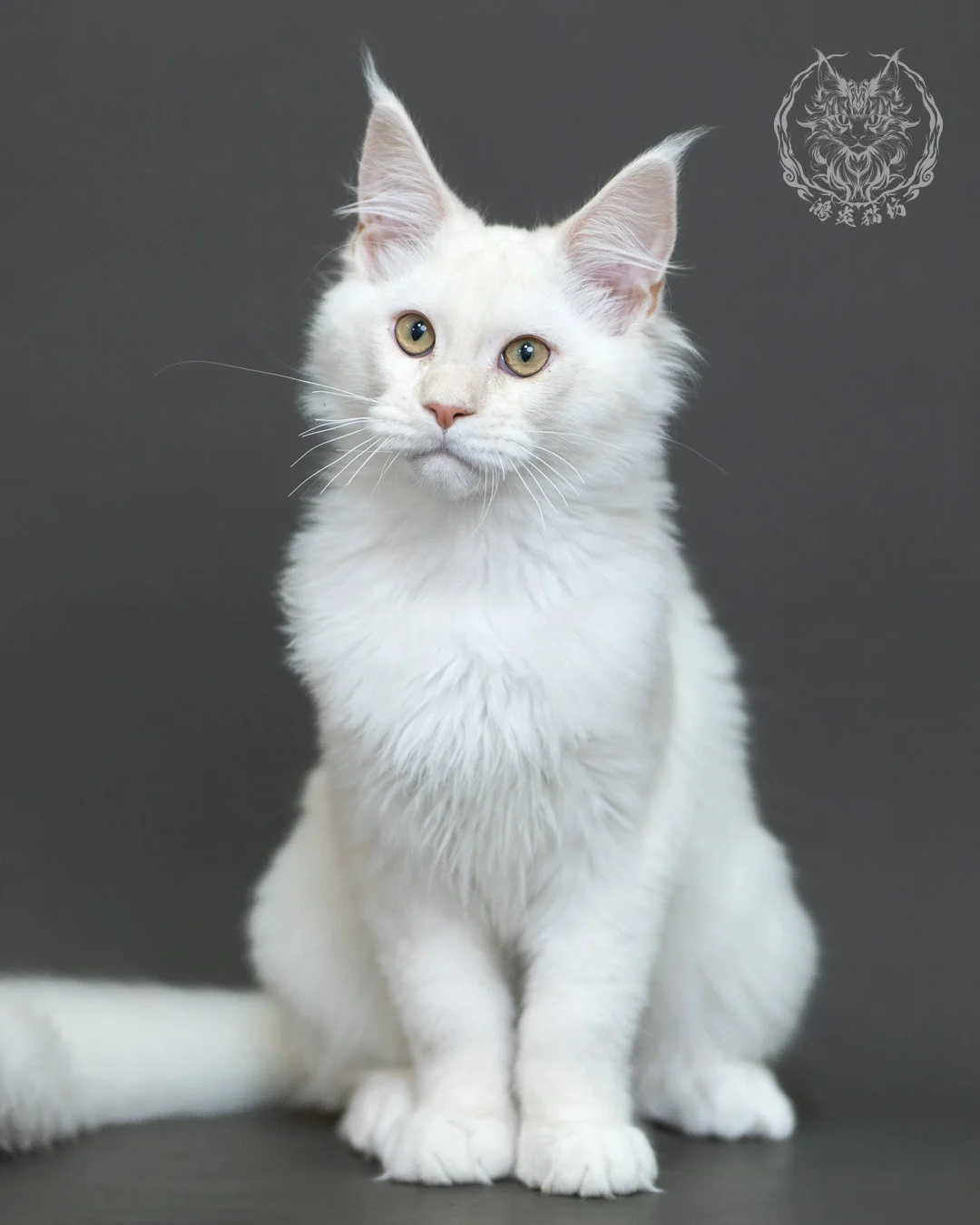 紅銀陰影緬因貓 Red Silver Shaded Maine Coon 4halfmonths Cattery Taichung 13