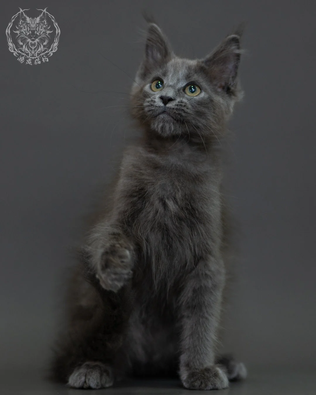 藍煙燻 Blue Smoke Maine Coon 3months 5
