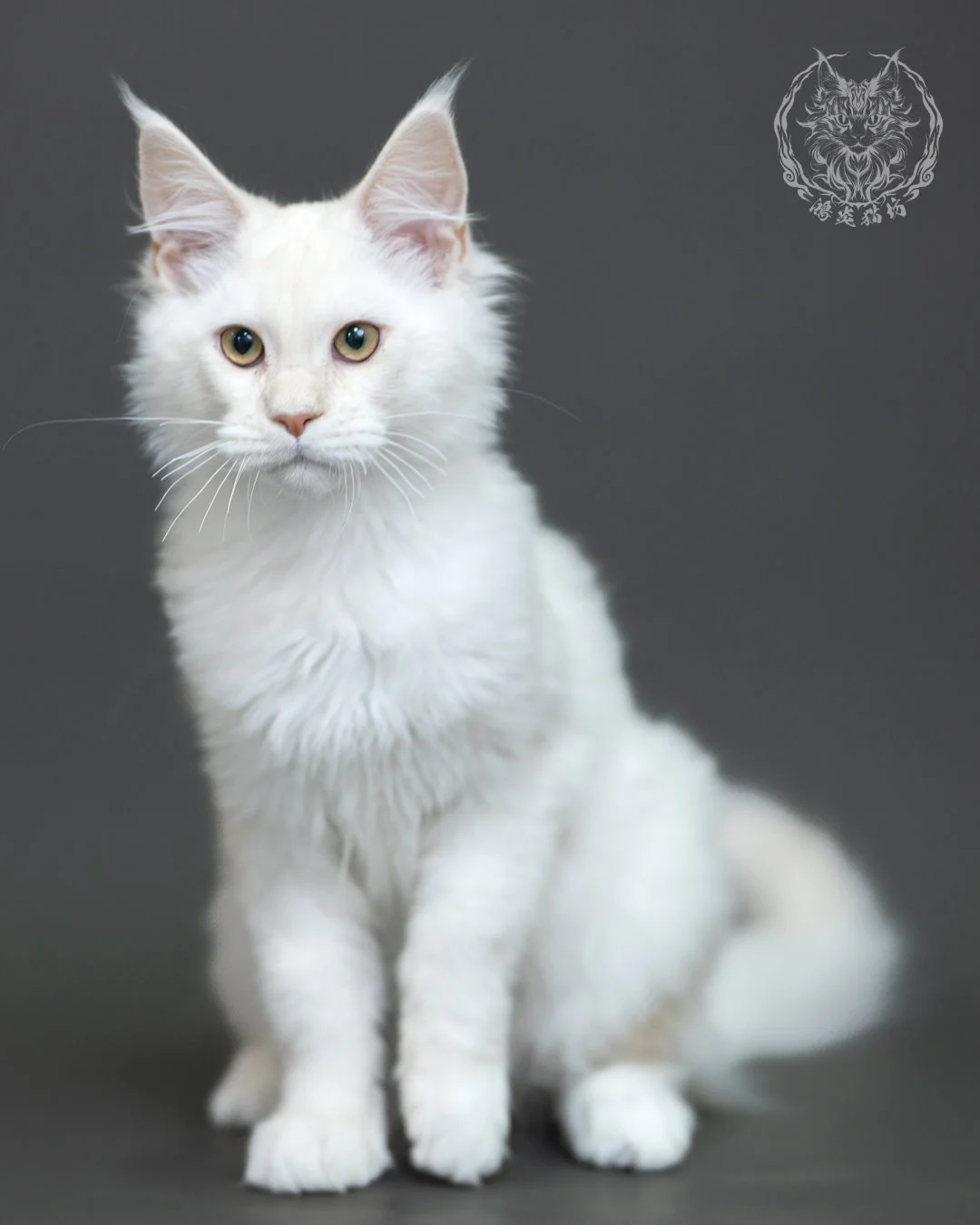 紅銀陰影緬因貓 Red Silver Shaded Maine Coon 4halfmonths Cattery Taichung 2