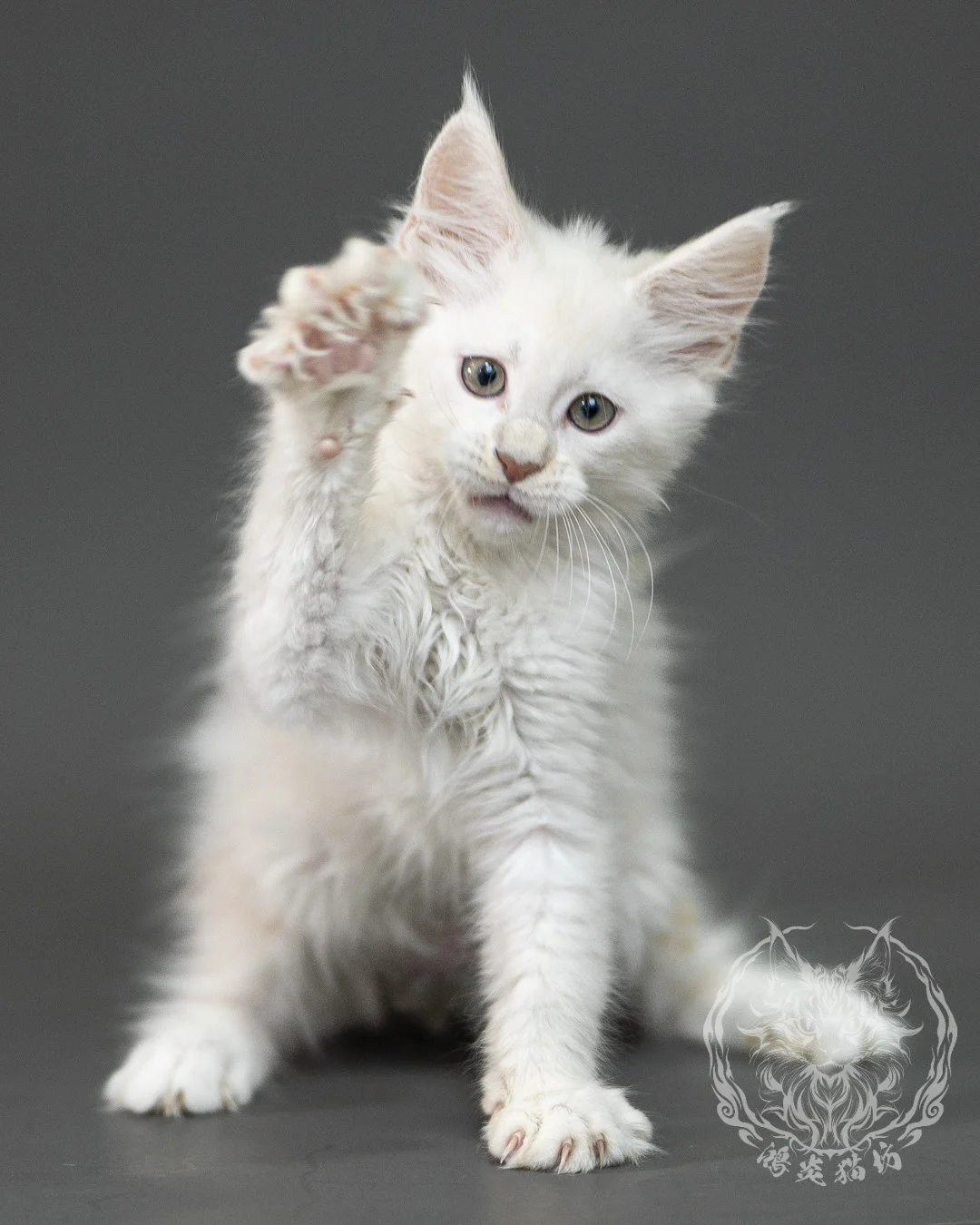 紅銀陰影緬因貓 Red Shaded Maine Coon 2months Closeup 18