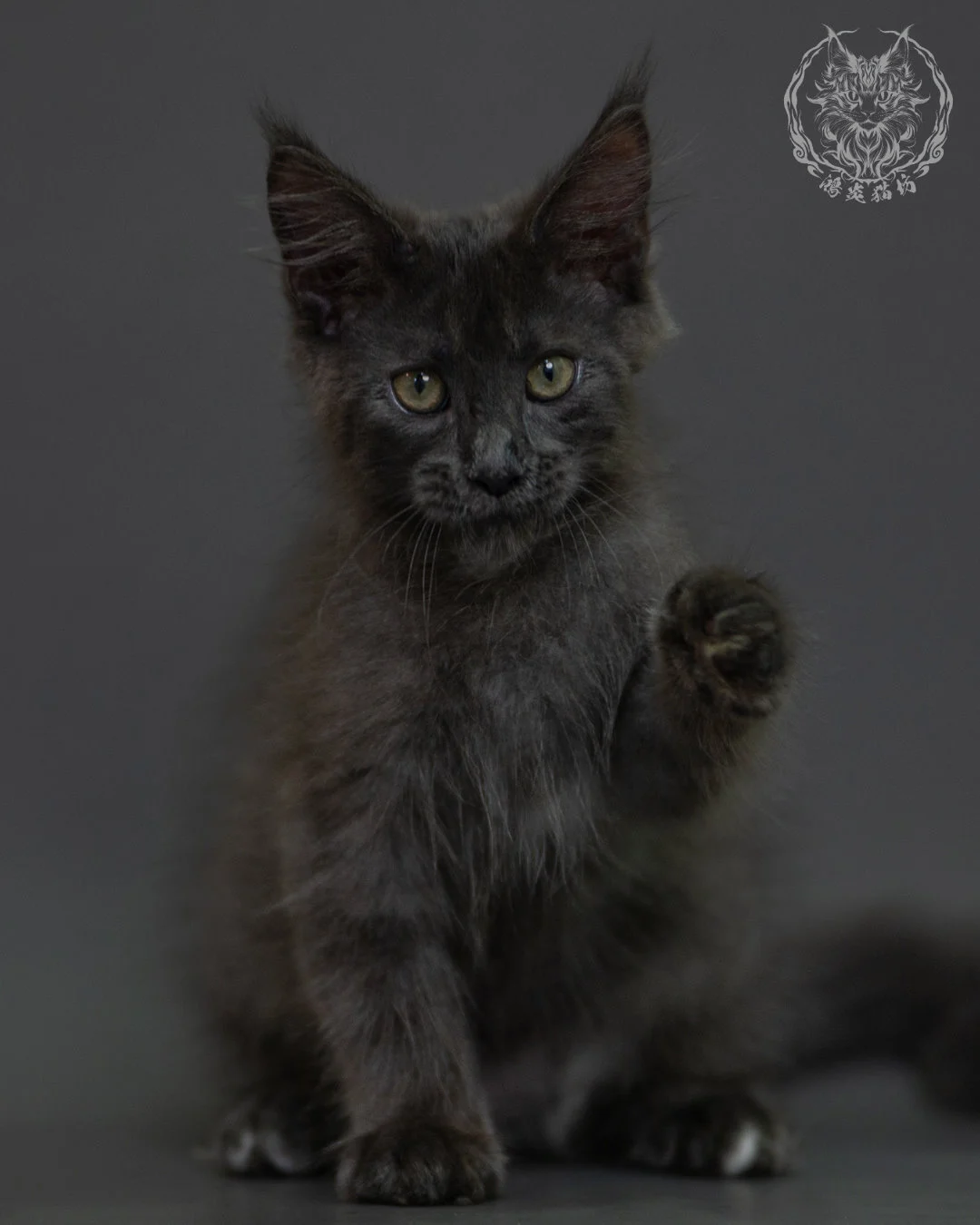 藍煙燻 Blue Smoke Maine Coon 3months 7