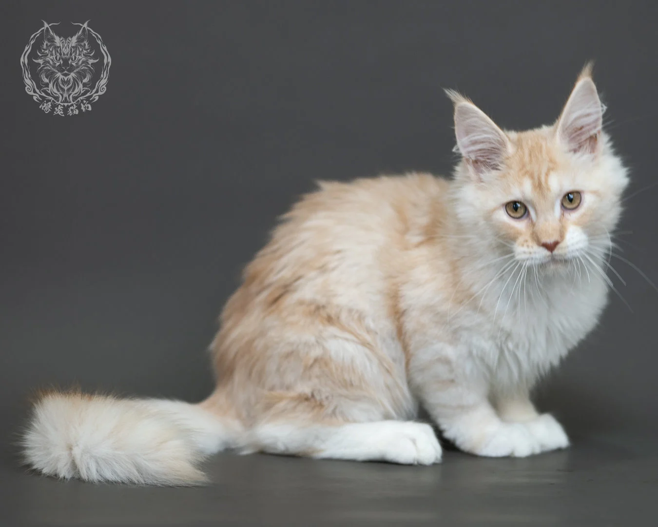 紅銀虎斑緬因貓 Red Silver Tabby Maine Coon 4halfmonths Cattery Taichung 17