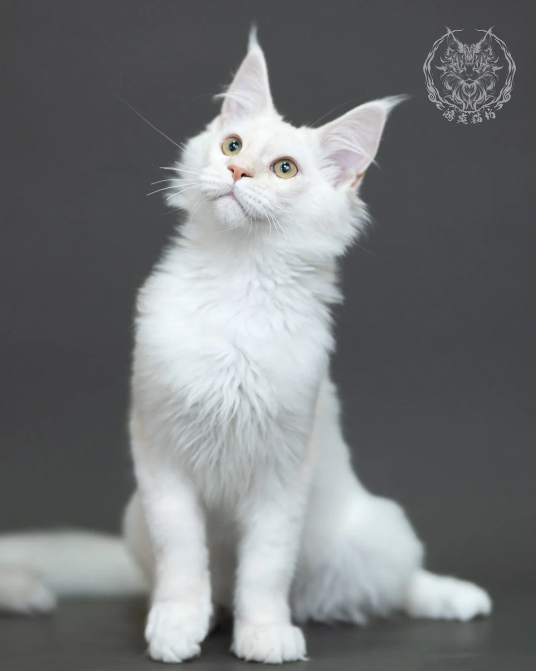 紅銀陰影緬因貓 Red Silver Shaded Maine Coon 4halfmonths Cattery Taichung 7