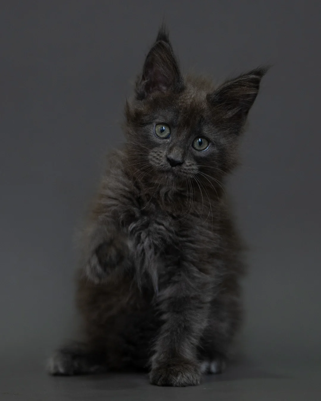 藍煙燻 Blue Smoke Maine Coon 2months 8