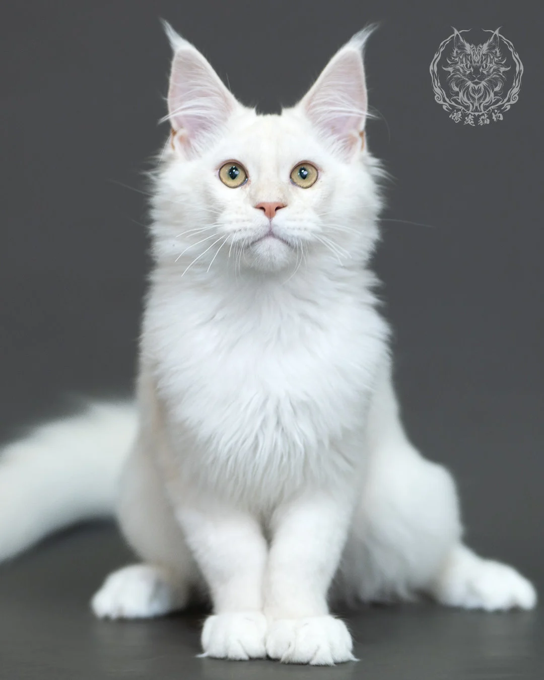 紅銀陰影緬因貓 Red Silver Shaded Maine Coon 4halfmonths Cattery Taichung 16