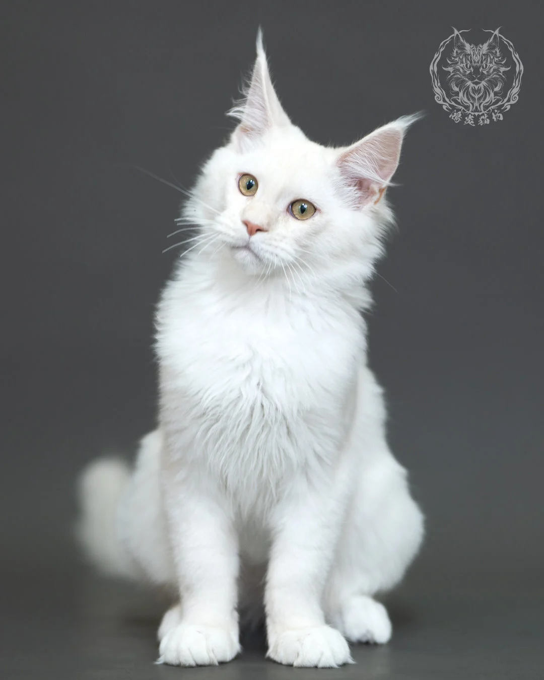 紅銀陰影緬因貓 Red Silver Shaded Maine Coon 4halfmonths Cattery Taichung 19