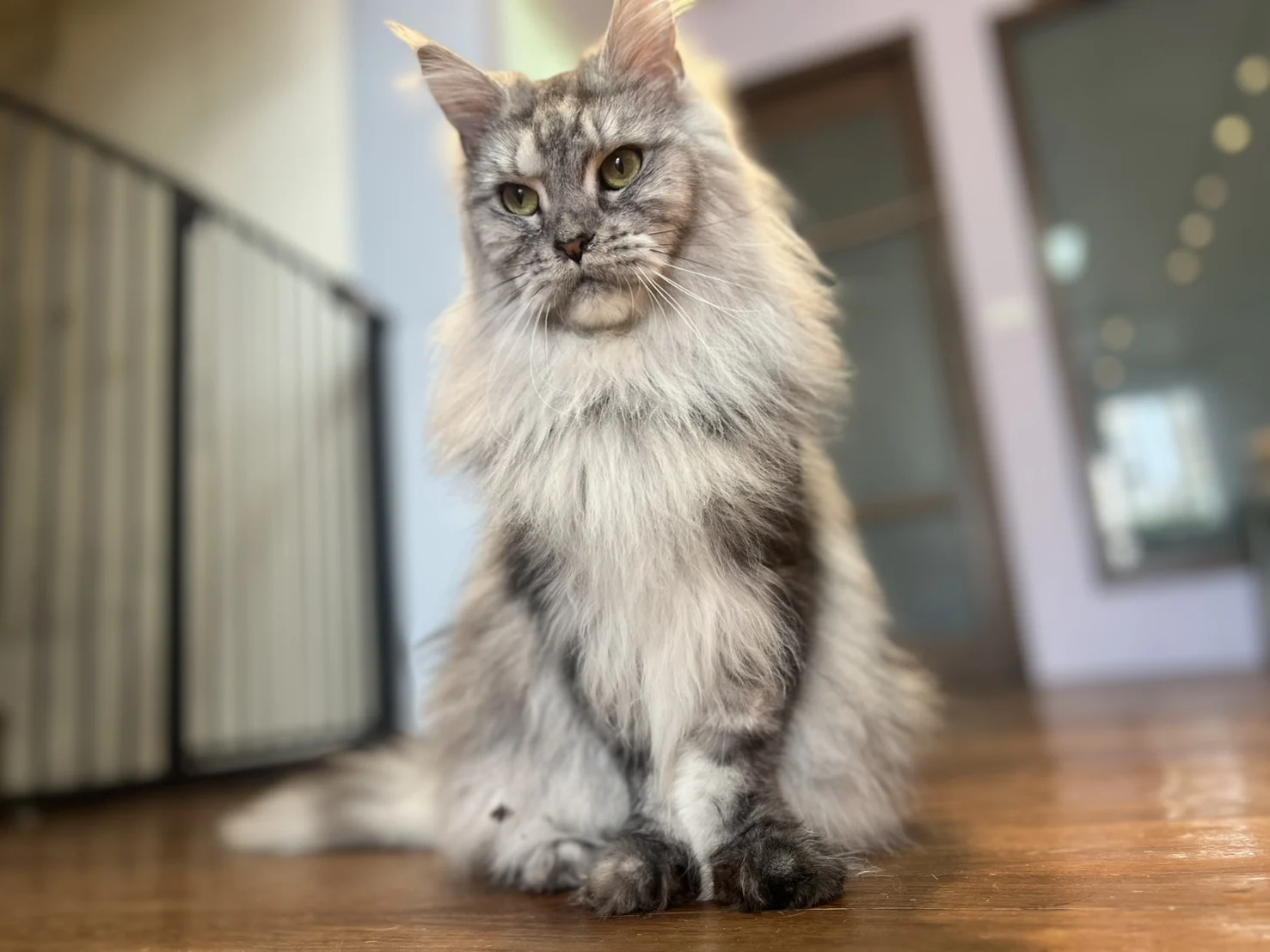 Hongyan Mainecoon Hesiengu Silver Tabby