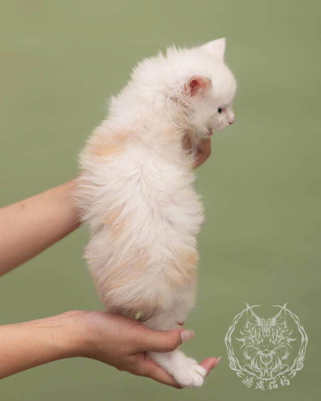 紅銀陰影緬因貓 Red Shaded Maine Coon 4weeks Closeup 8