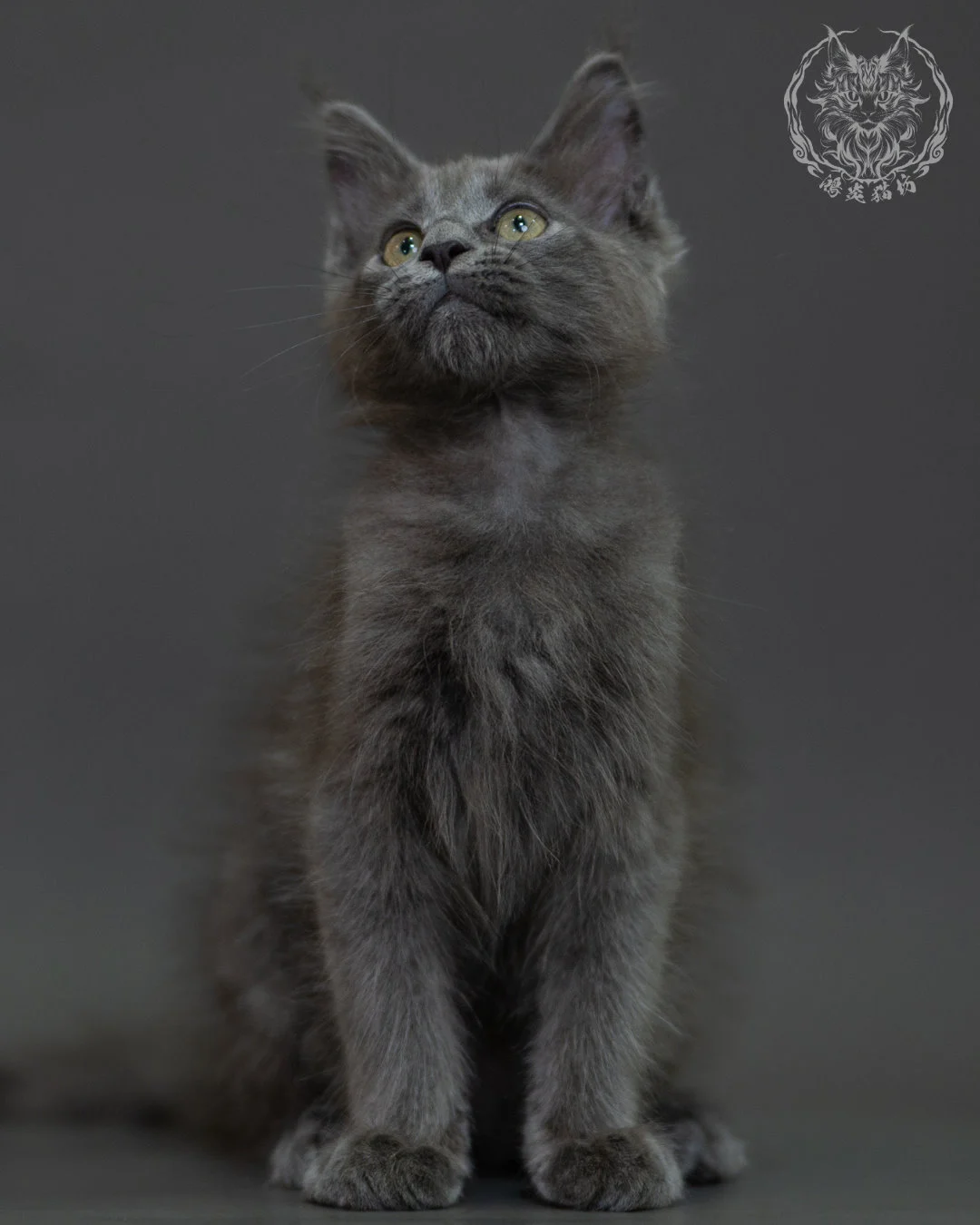 藍煙燻 Blue Smoke Maine Coon 3months 13