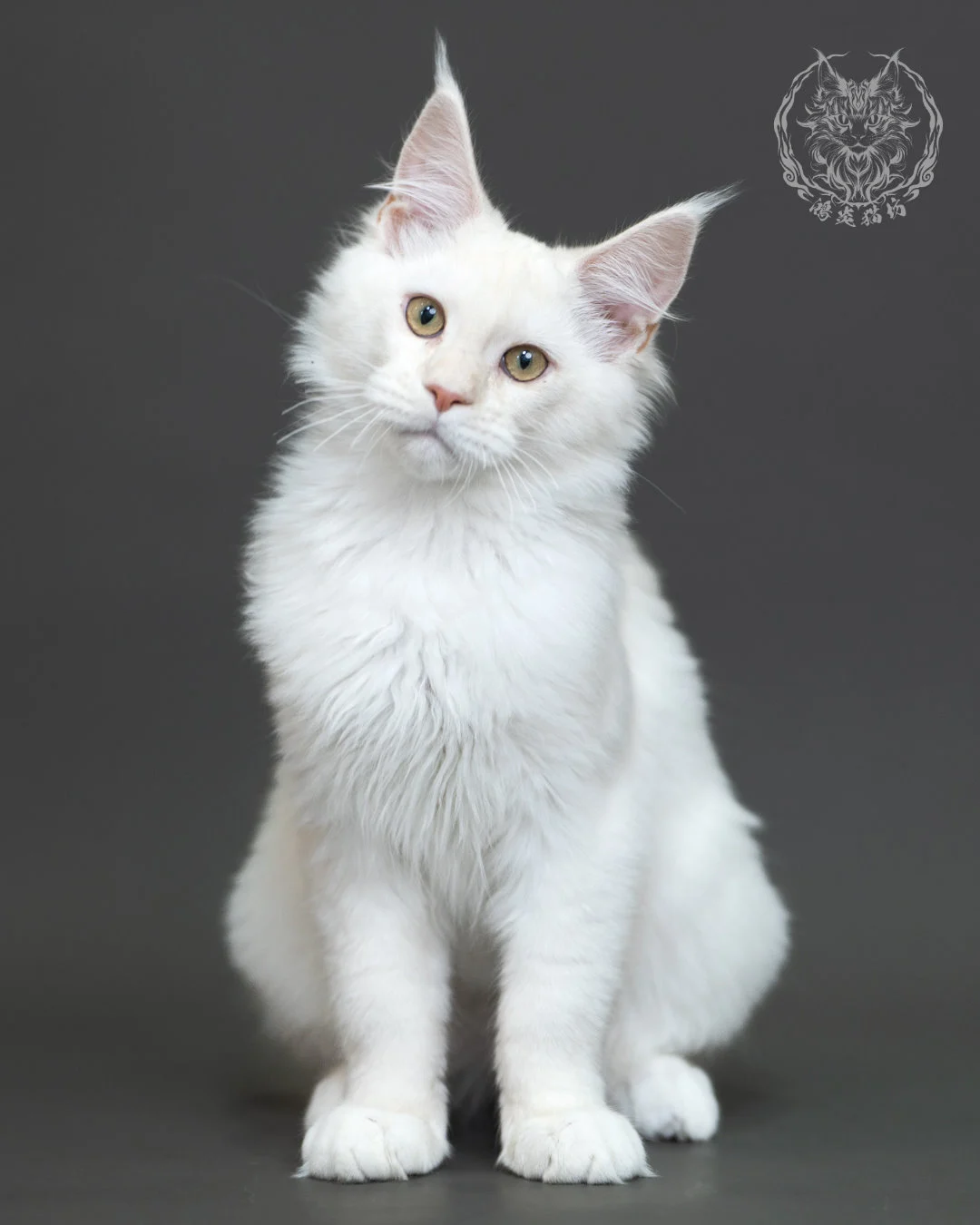 紅銀陰影緬因貓 Red Silver Shaded Maine Coon 4halfmonths Cattery Taichung 20