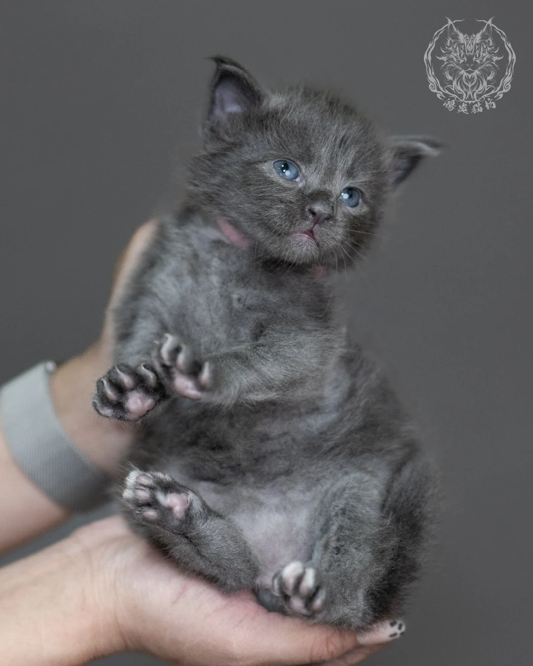 藍煙燻緬因貓 Blue Smoke Maine Coon 4weeks Cattery Taichung 8
