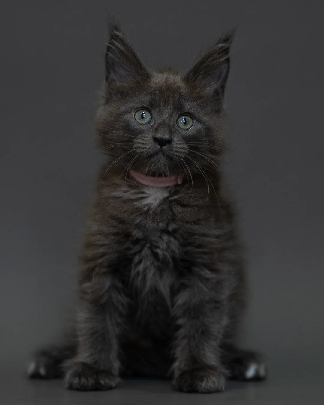 藍煙燻 Blue Smoke Maine Coon 2months 1