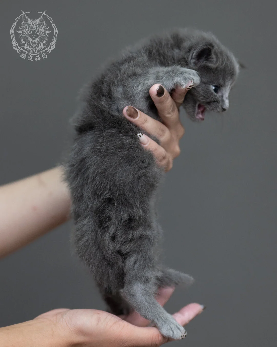 藍煙燻緬因貓 Blue Smoke Maine Coon 4weeks Cattery Taichung 6
