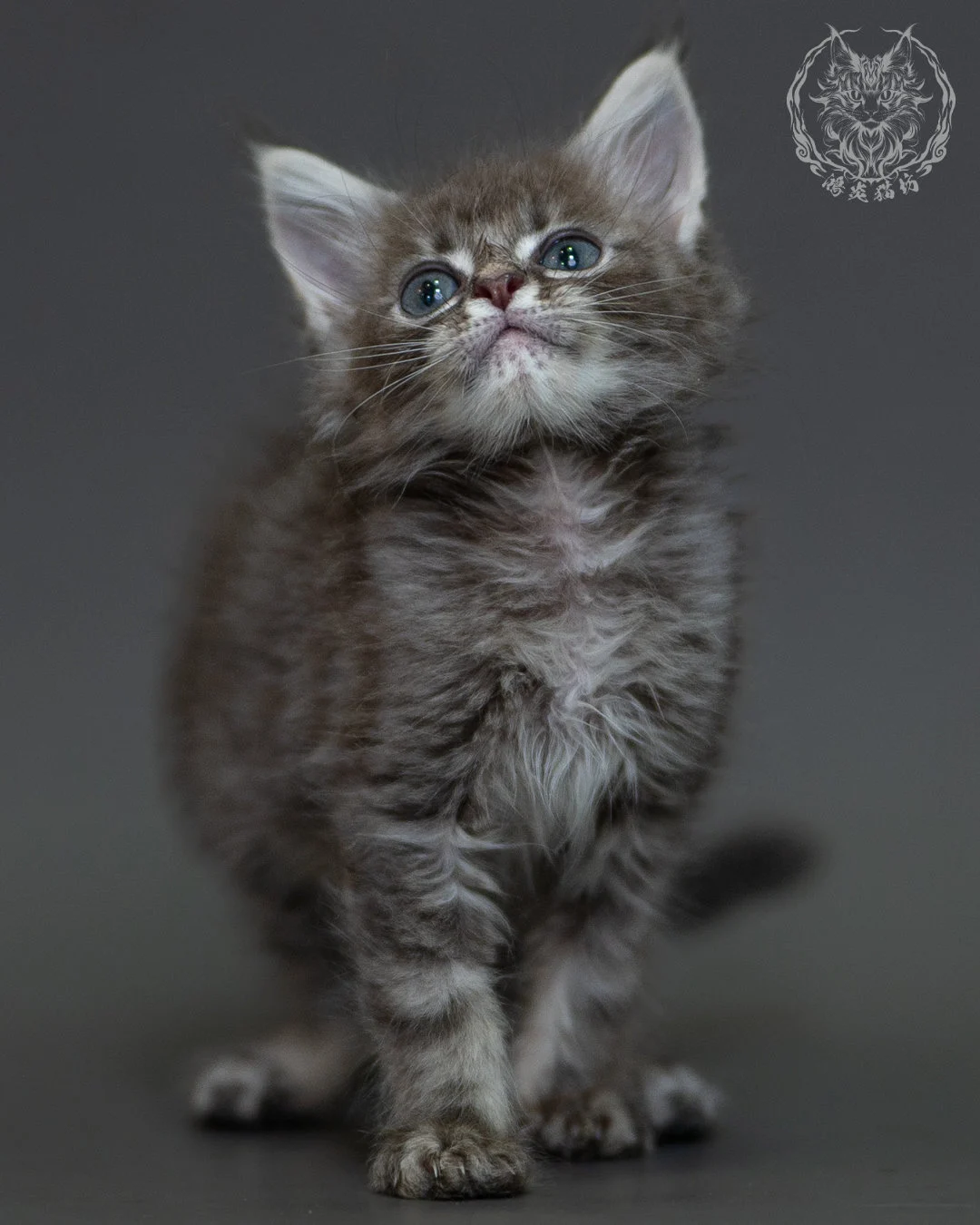 藍虎斑 Blue Silver Tabby Maine Coon 2months 8