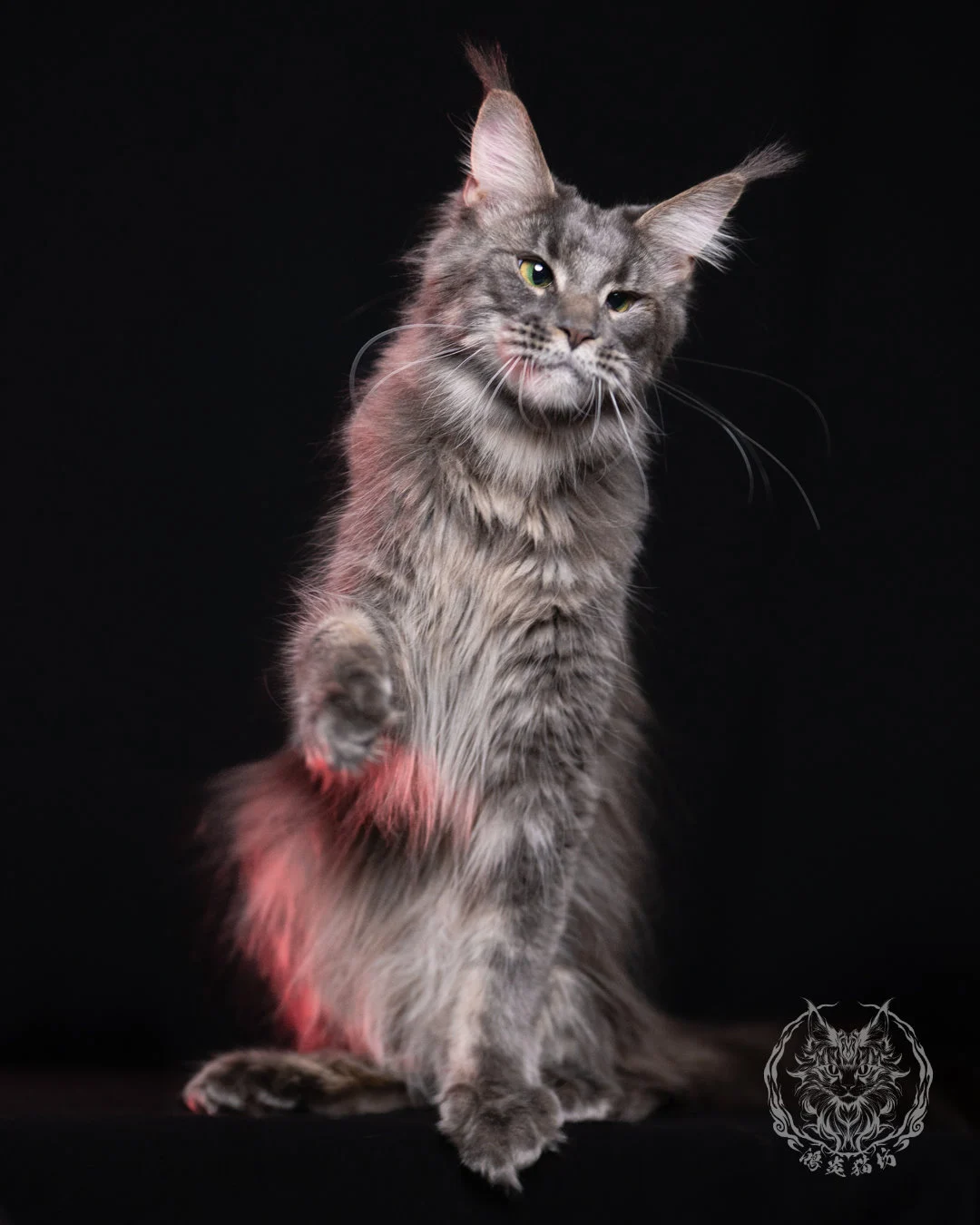 藍虎斑緬因貓 Blue Tabby Maine Coon 11months Cattery Taichung 10