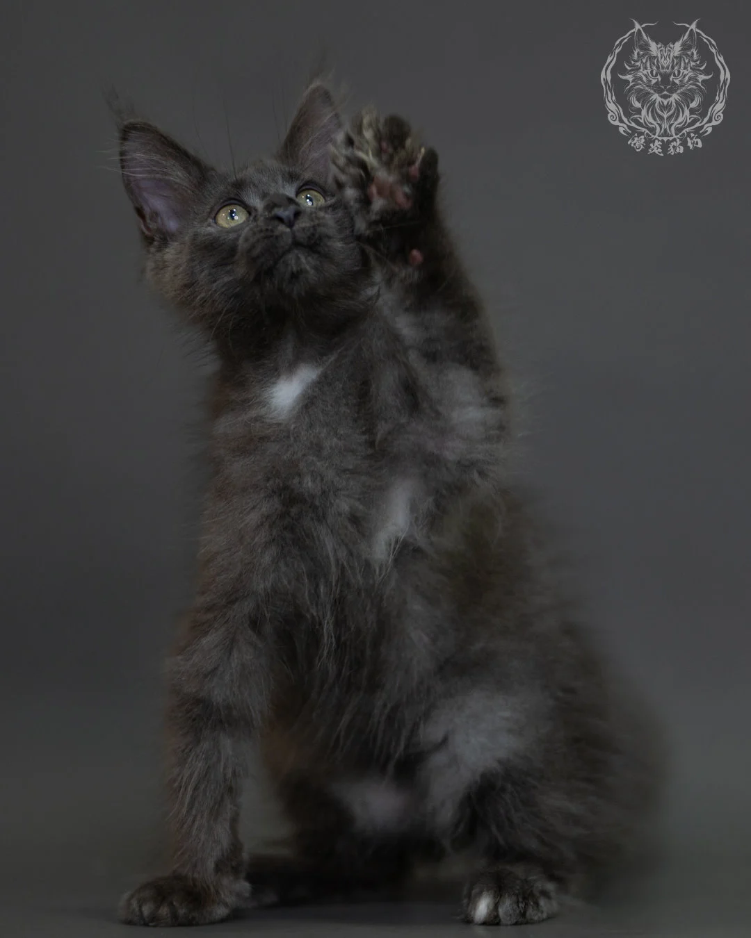 藍煙燻 Blue Smoke Maine Coon 3months 14