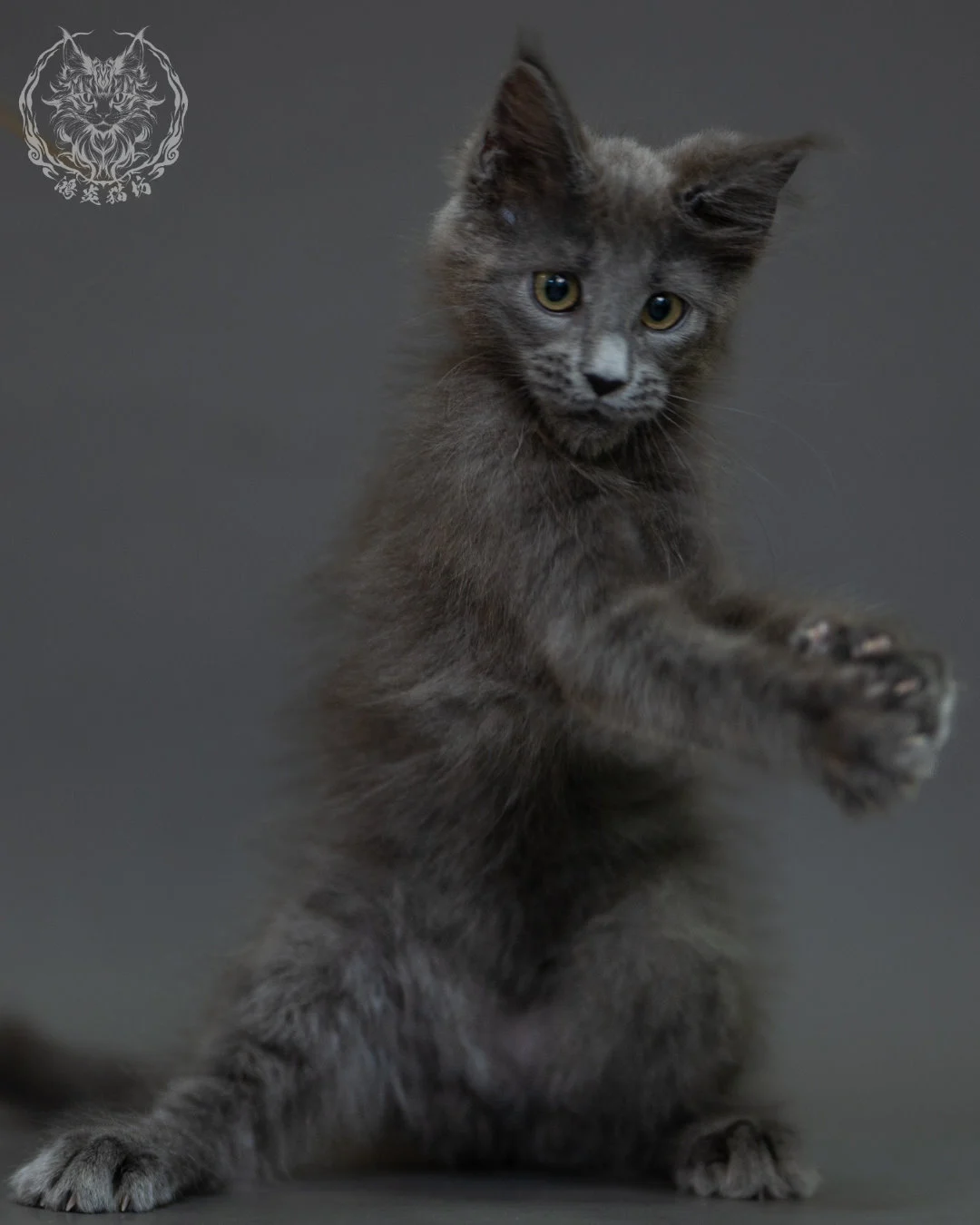 藍煙燻 Blue Smoke Maine Coon 3months 12