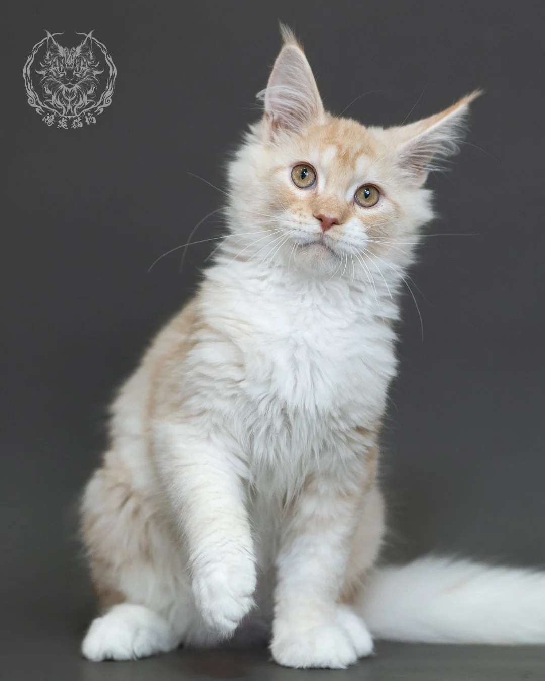 紅銀虎斑緬因貓 Red Silver Tabby Maine Coon 4halfmonths Cattery Taichung 13