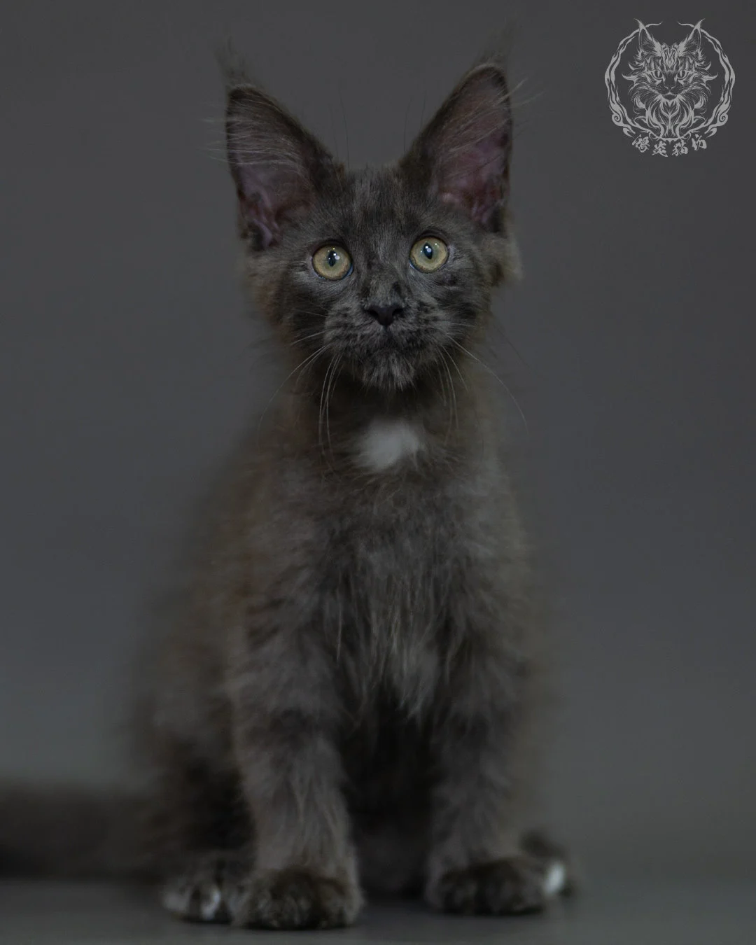藍煙燻 Blue Smoke Maine Coon 3months 3