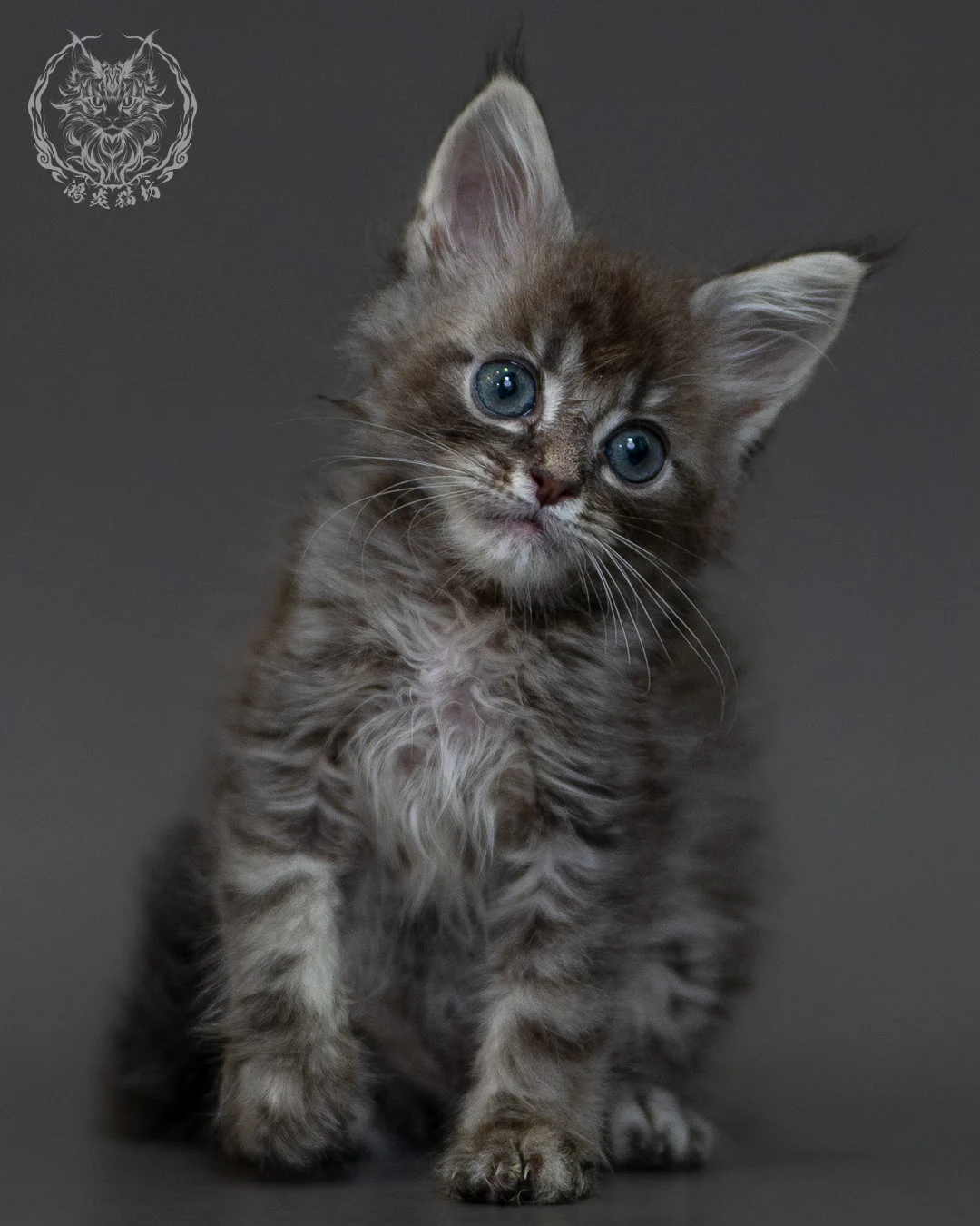 藍虎斑 Blue Silver Tabby Maine Coon 2months 5