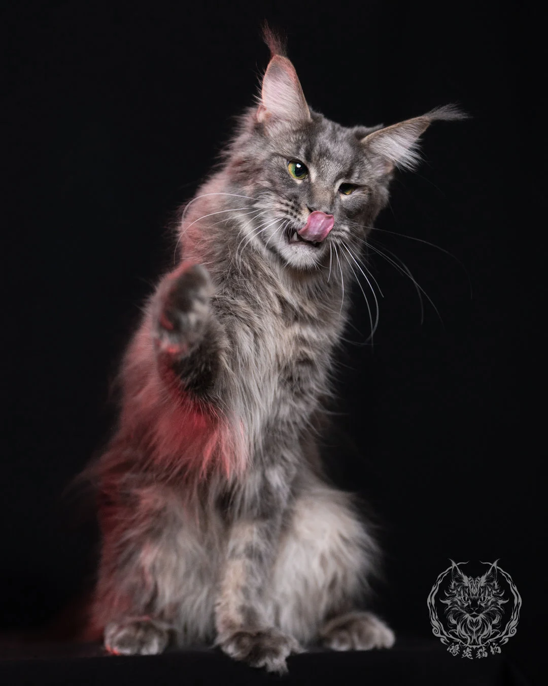 藍虎斑緬因貓 Blue Tabby Maine Coon 11months Cattery Taichung 6