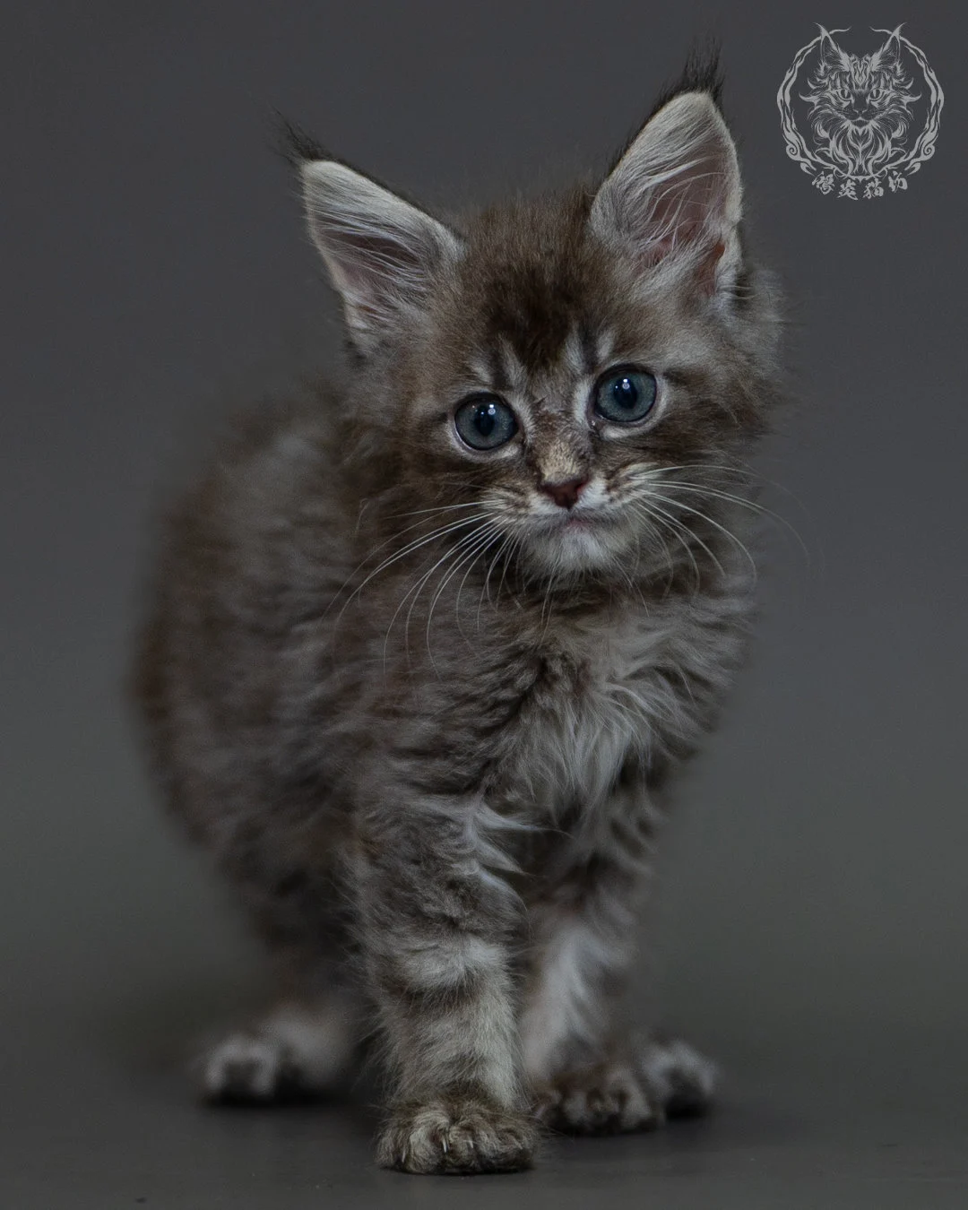 藍虎斑 Blue Silver Tabby Maine Coon 2months 10