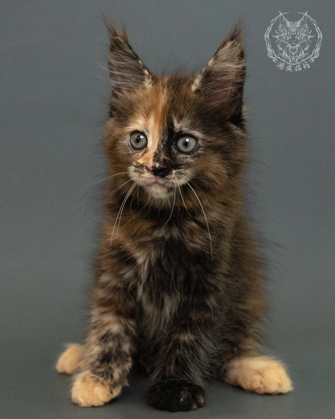 玳帽 Tortie Maine Coon 2months 6