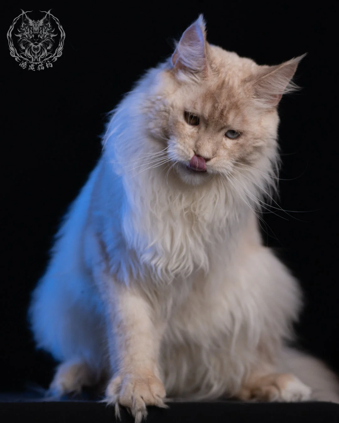 乳高煙緬因貓 Cream High Smoke Maine Coon 9months 22
