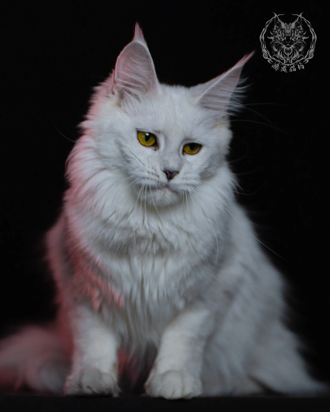黑銀陰影緬因貓 Black Silver Shaded Maine Coon 1year 5