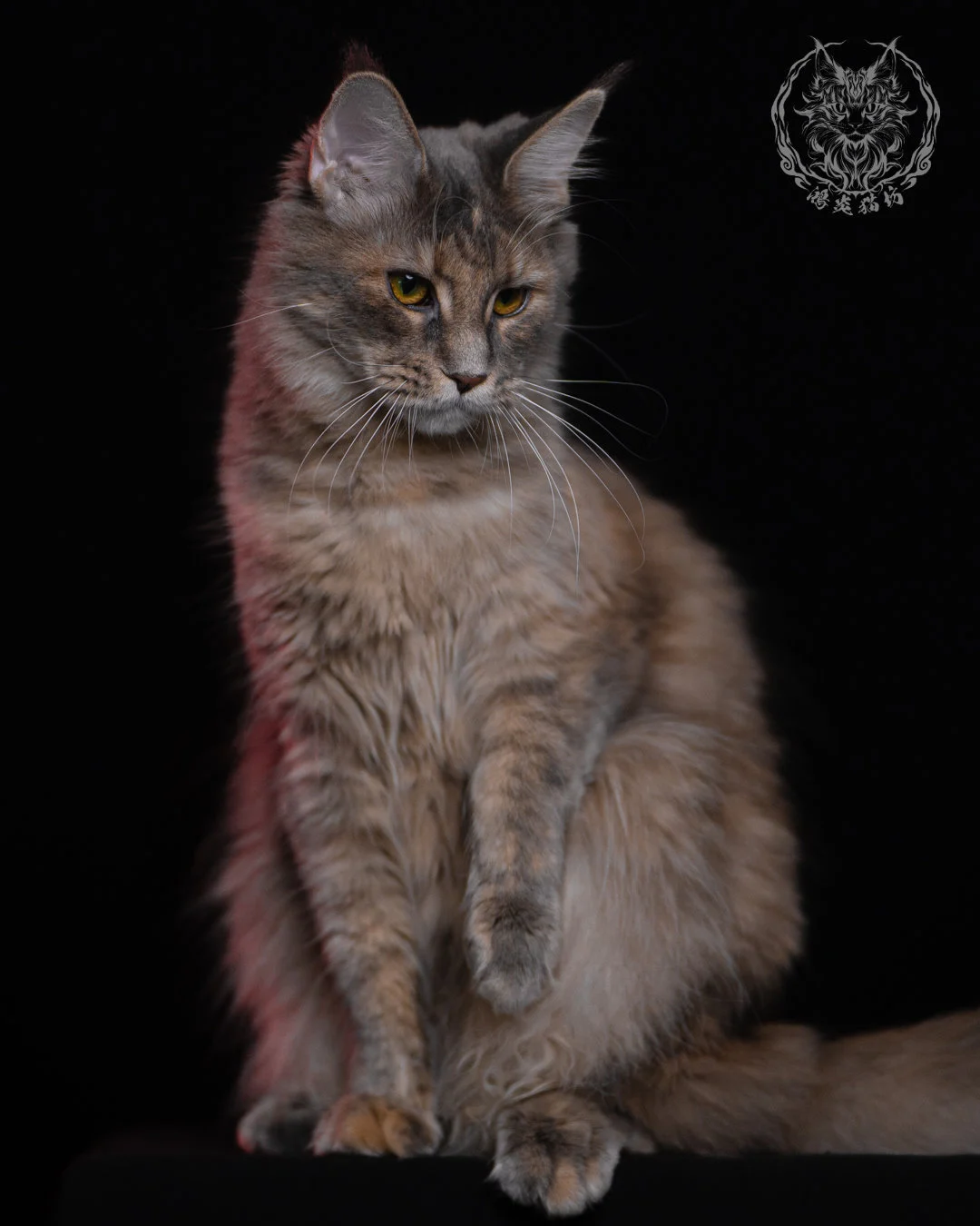 藍乳煙玳帽緬因貓 11 個月側坐擺拍，虎斑與乳色煙燻層次交織，姿態優雅且目光專注，展現標準緬因貓輪廓與耳型。