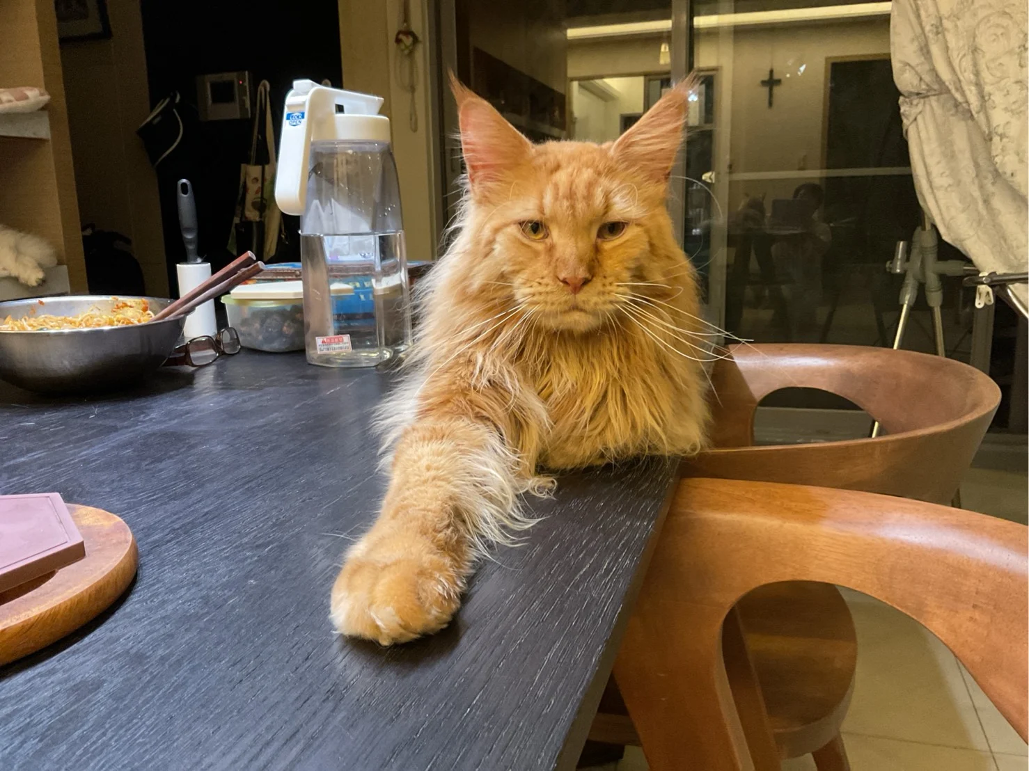 紅虎斑緬因貓瑞瑞伸著前腳靠在桌邊，安靜地陪著家人吃飯，展現牠親人又穩定的性格，毛色明亮、胸毛蓬鬆。