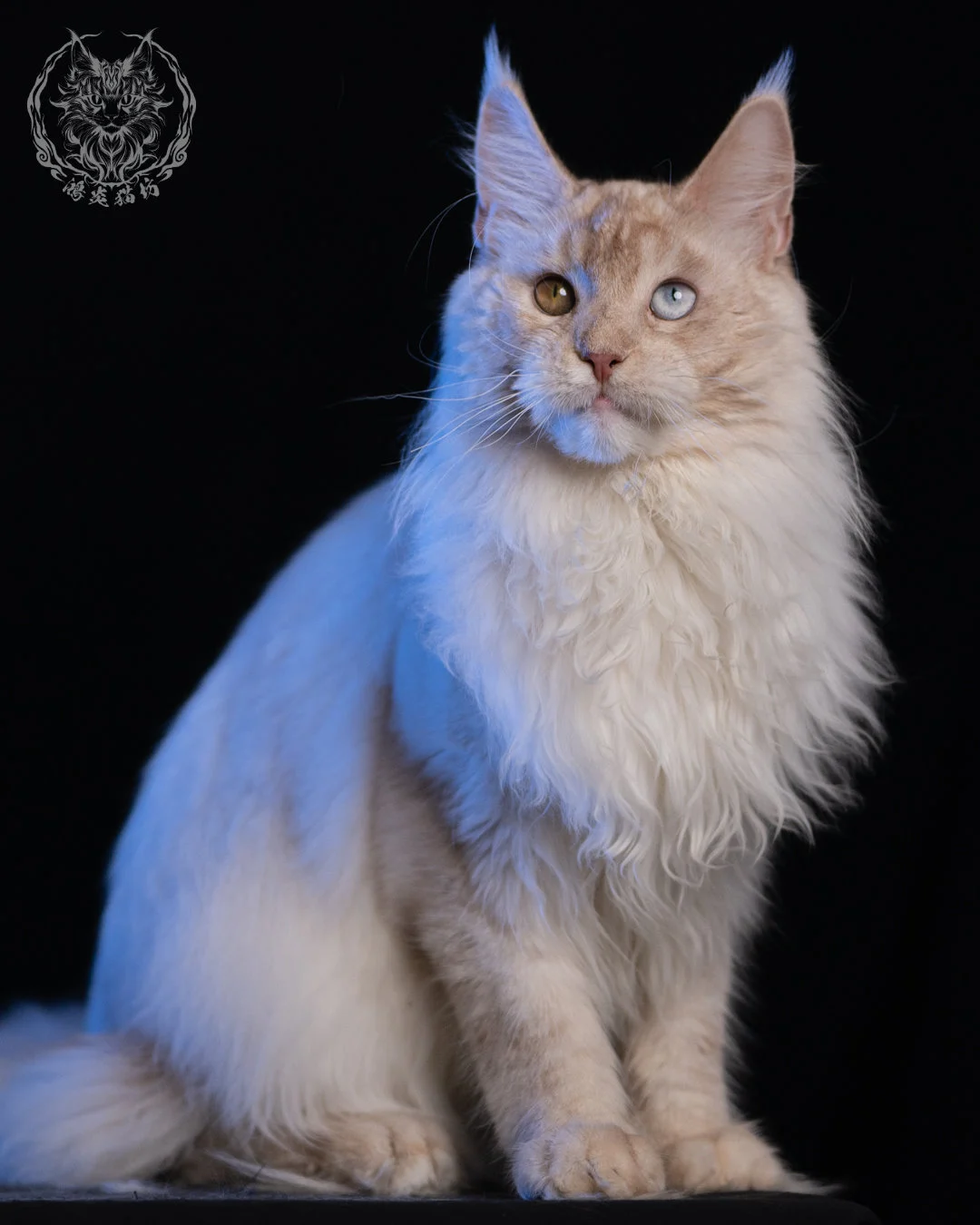 乳高煙緬因貓 Cream High Smoke Maine Coon 9months 23