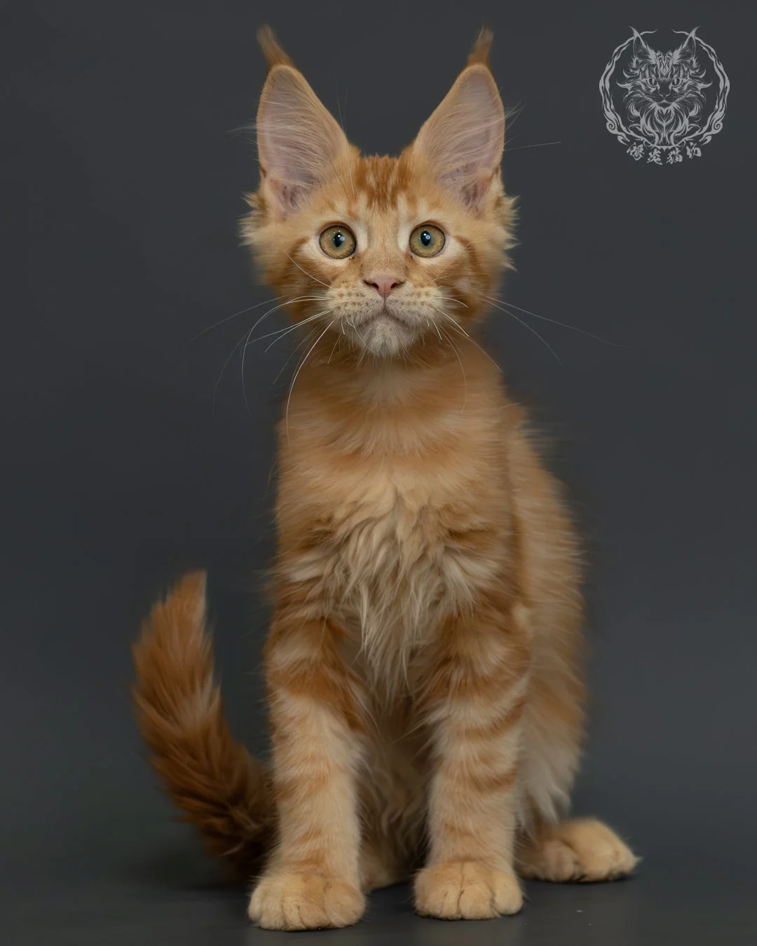 紅虎斑緬因貓 5