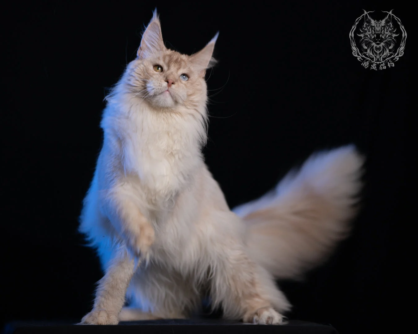 乳高煙緬因貓 Cream High Smoke Maine Coon 9months 26