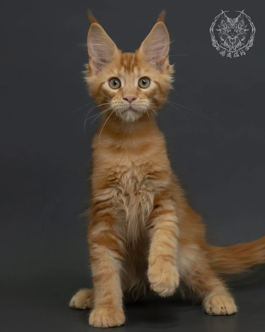 紅虎斑緬因貓 2