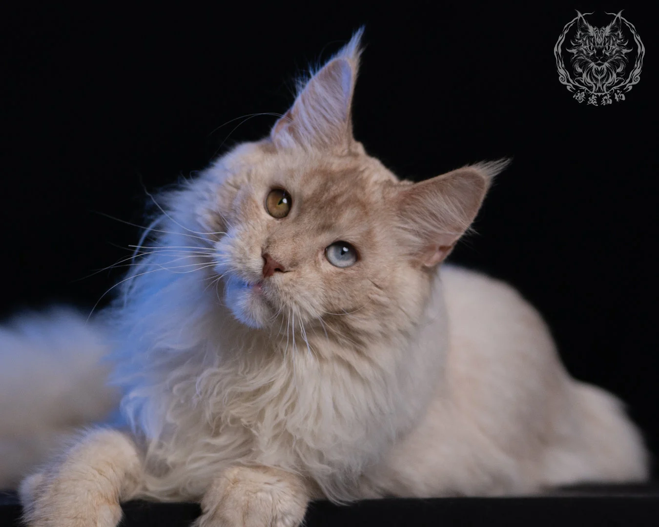 乳高煙緬因貓 Cream High Smoke Maine Coon 9months 36