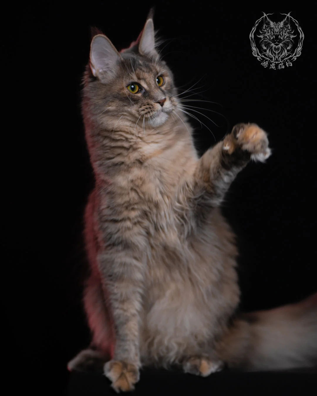 藍乳煙玳帽緬因貓 11 個月揮爪動態照，柔和煙燻毛色與玳帽紋路清晰，展現緬因貓靈活、親人的特質。