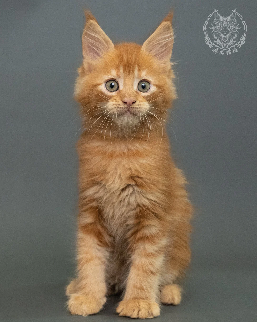 紅虎斑 Red Tabby Maine Coon 2months 8