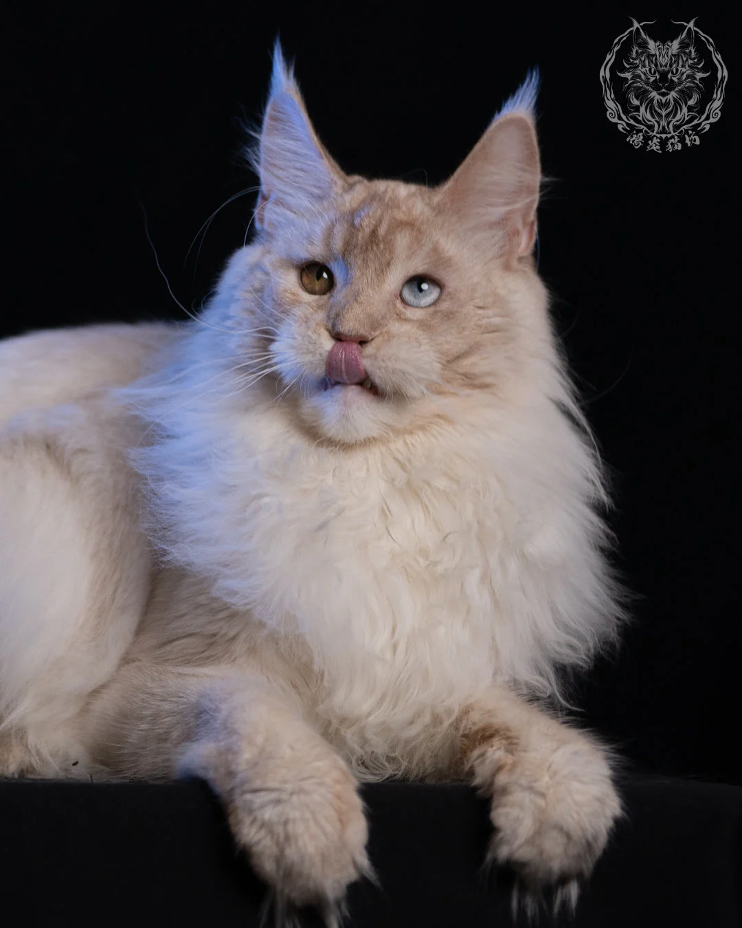 乳高煙緬因貓 Cream High Smoke Maine Coon 9months 13