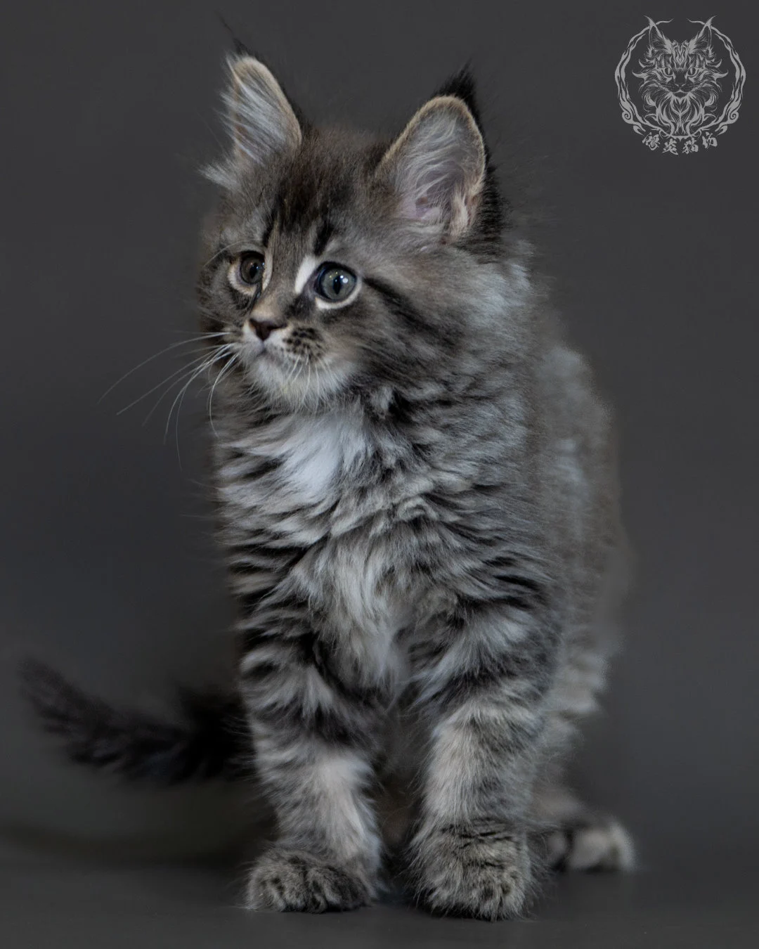 藍銀虎斑 Blue Silver Tabby Maine Coon 2months 2