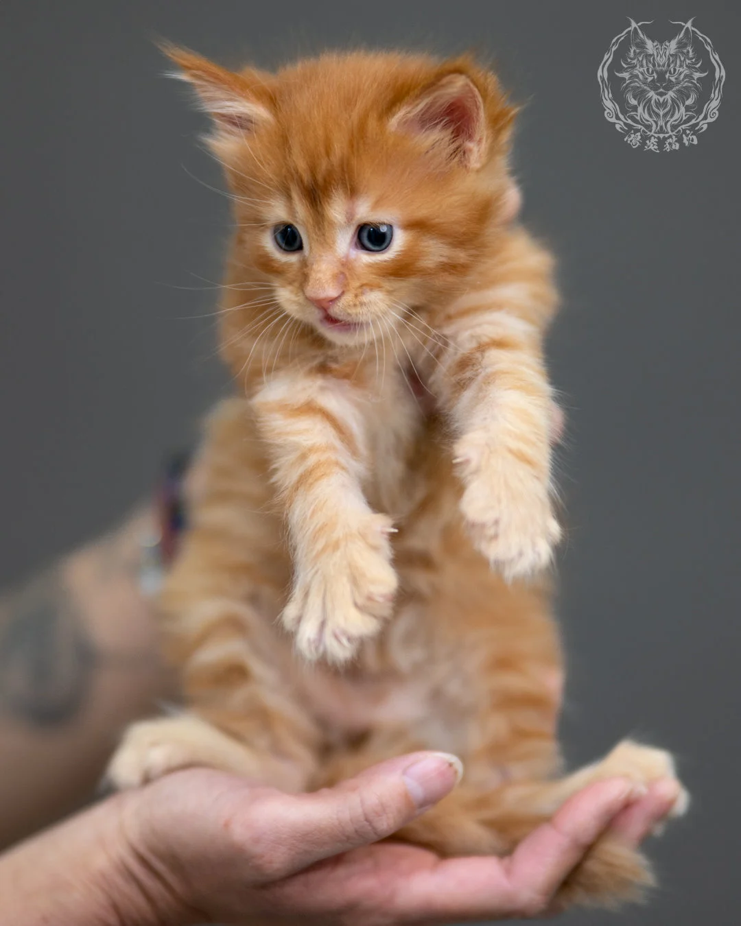 紅虎斑 Red Tabby Maine Coon 4weeks 9