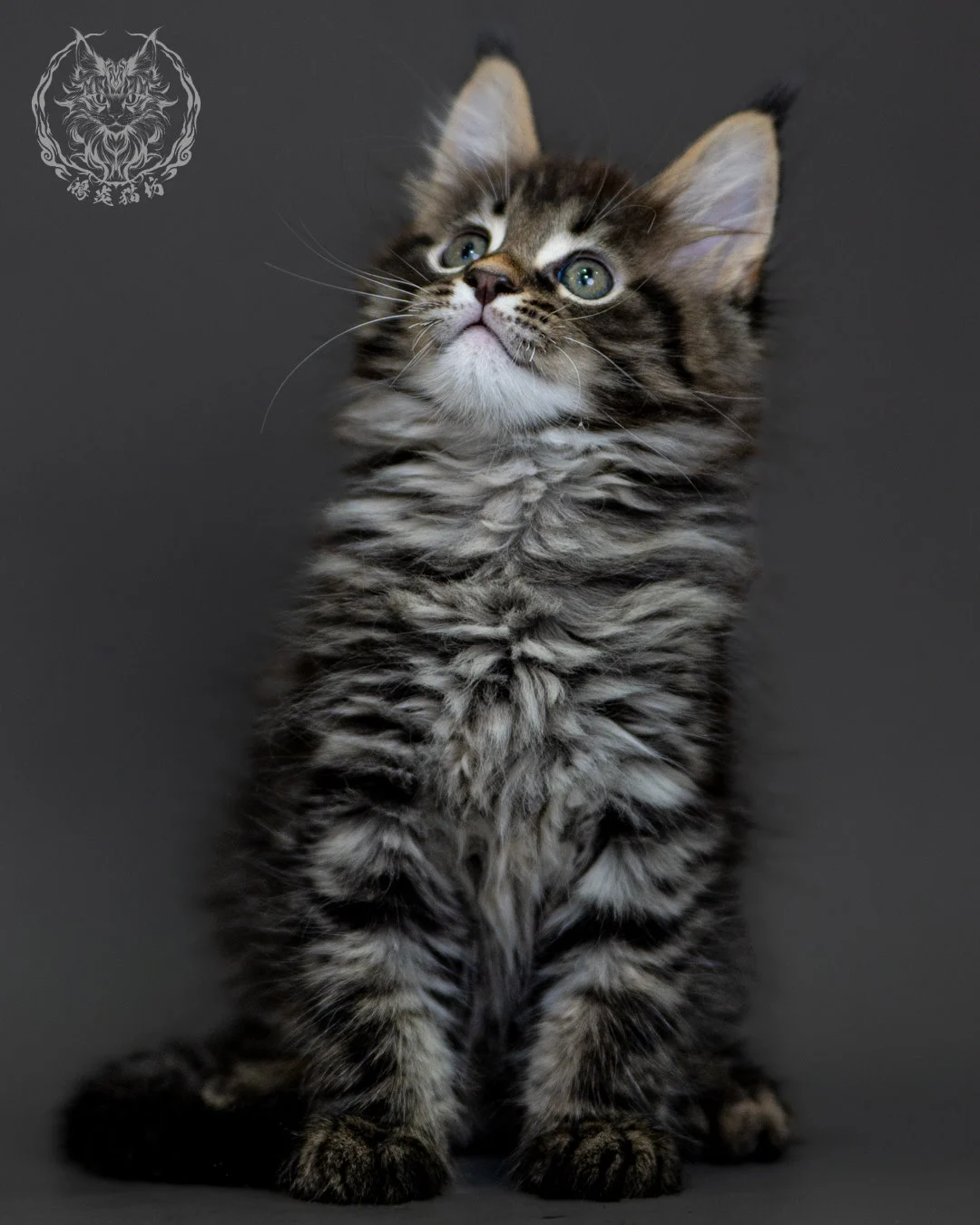 棕虎斑 Brown Tabby Maine Coon 2months 5