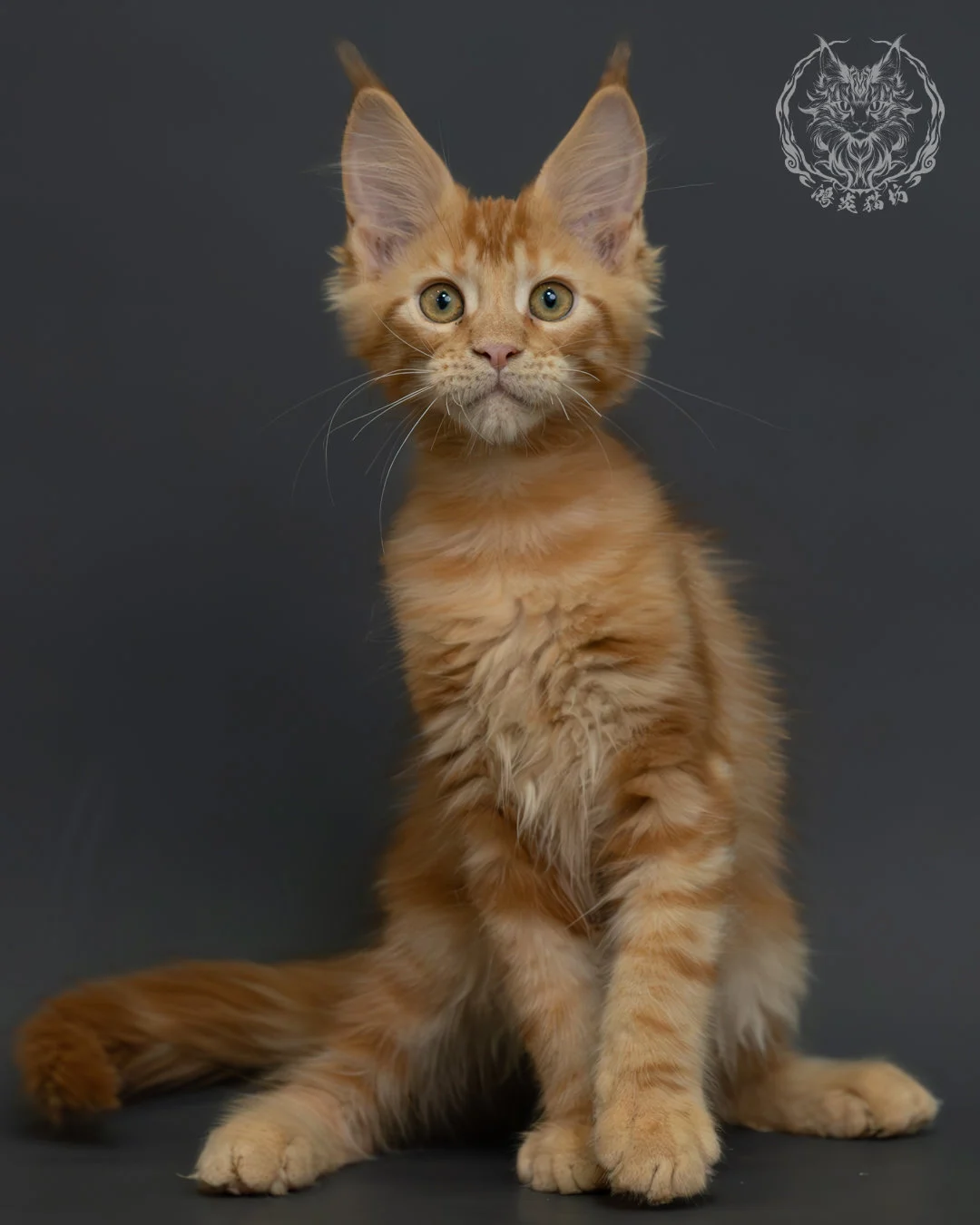 紅虎斑緬因貓 4